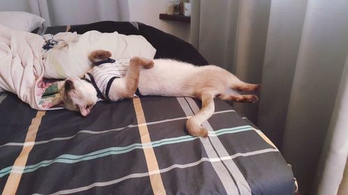 Dog lying on sofa