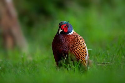 Close-up of a bird on grass