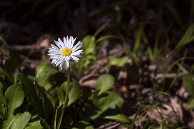 Close-up of white flowering plant