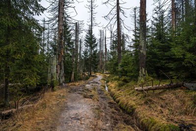 Footpath amidst pine trees in forest