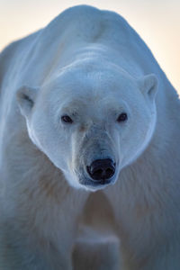 Close-up of polar bear staring into distance
