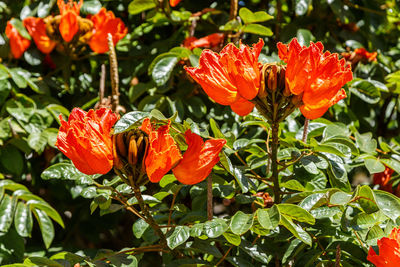 Close-up of orange hibiscus blooming outdoors