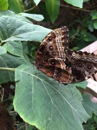 Close-up of butterfly on leaf