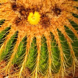 Close-up of cactus plant