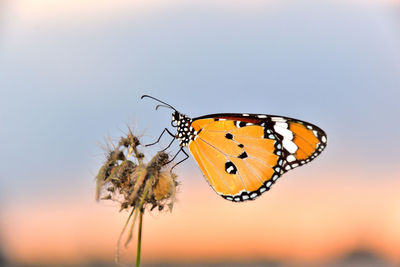 Close-up of butterfly pollinating flower