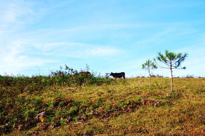 Low angle view of cow standing on grassy hill against sky