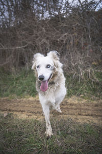 A border collie with birght blue eyes waits with one paw up