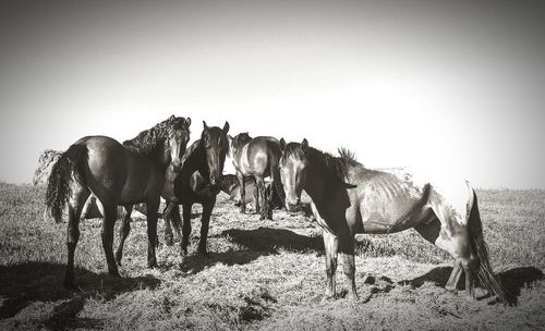 Horses on field against clear sky