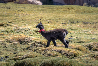 Deer standing on field