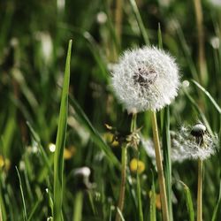 Close-up of dandelion flowers