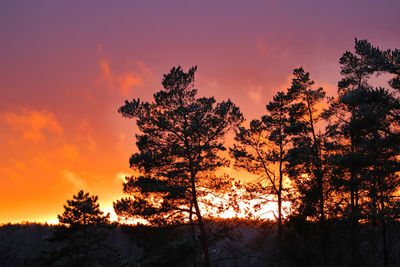 Silhouette of tree at sunset