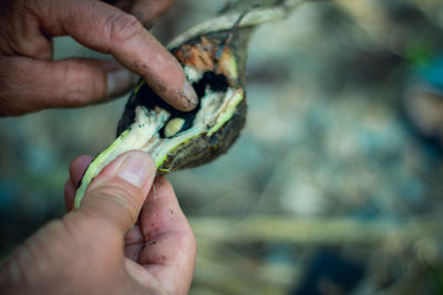 Close-up of hand holding leaf