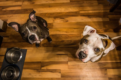 Close-up of dogs looking up