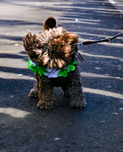 Rear view of a dog on road