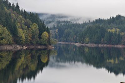 Scenic view of lake by trees in forest against sky