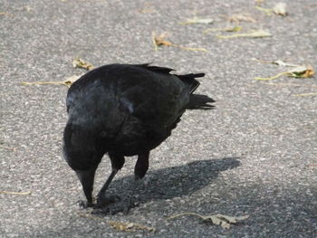 Black and white walking on road