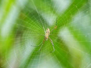 Close-up of spider on web