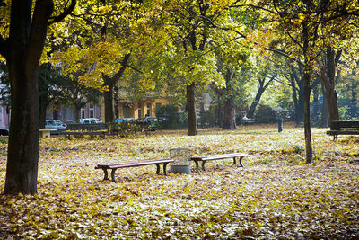 Trees and table in park during autumn