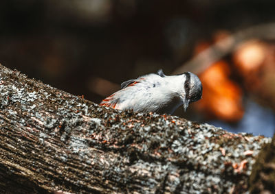 Close-up of bird on rock