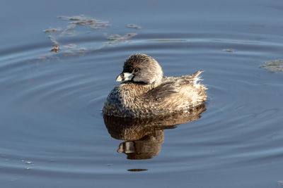 High angle view of a pied biled grebe swimming on lake