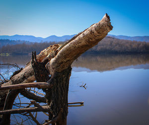 Driftwood on tree by lake against sky