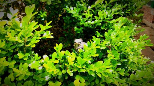 Plants growing on a tree