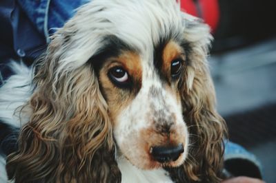 Close-up portrait of dog