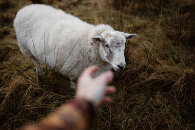 High angle of crop person reaching out hand toward fluffy sheep pasturing in dry field in autumn in scottish highlands