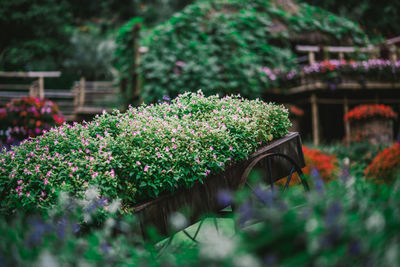 View of flowering plants in park