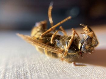 Close-up of spider on table