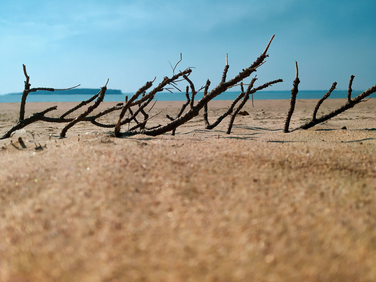 land, sand, nature, sky, day, selective focus, beach, tranquility, beauty in nature, scenics - nature, no people, tranquil scene, outdoors, close-up, sunlight, sea, landscape, branch, plant, non-urban scene, arid climate, climate, surface level, driftwood