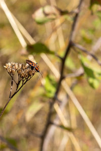 High angle view of ladybug on leaf