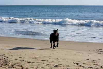 Full length of man with dog on beach