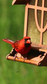 Close-up of bird perching on wall