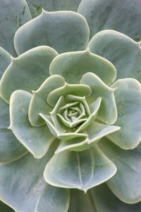 Close-up of flower