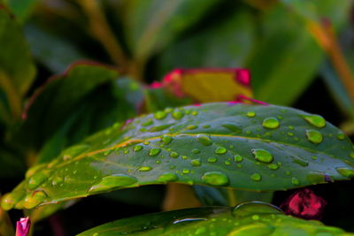 Close-up of raindrops on leaves