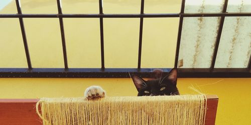 Cat looking through window