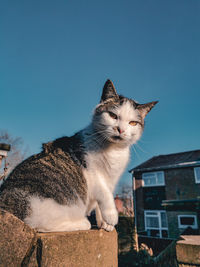 Cat looking away against sky