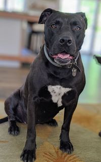 Portrait of dog sitting on floor at home