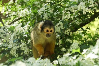 Portrait of monkey on tree