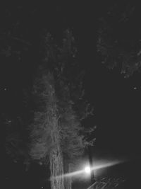 View of trees at night