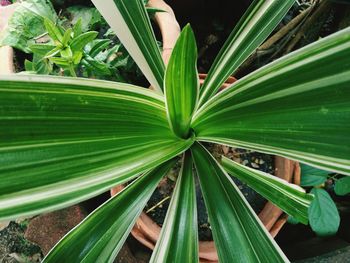 Close-up of plant