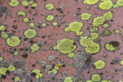 Full frame shot of moss growing on tree trunk