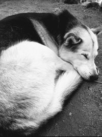 Close-up of dog sleeping