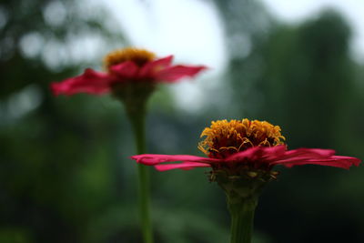 Close-up of red flowering plant