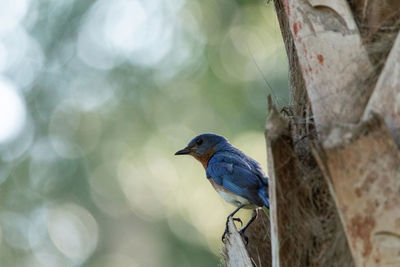 Bird perching on a tree