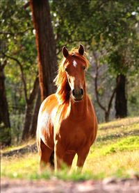 Portrait of horse standing on field in forest