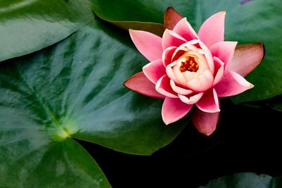 Close-up of pink lotus water lily in pond
