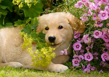 Portrait of dog with flowers