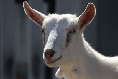 Close-up of goat